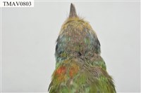 五色鳥藏品圖，第9張